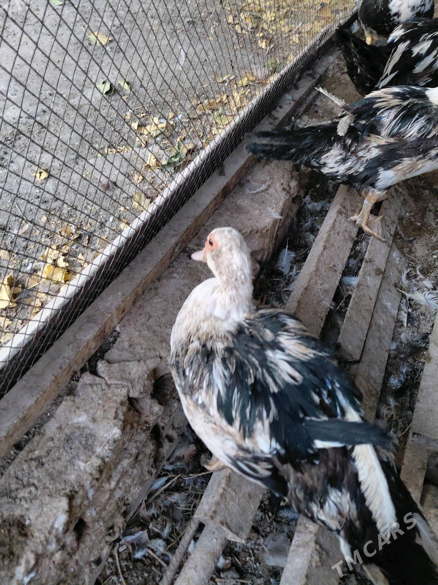 ordek - Чарджоу - img 2