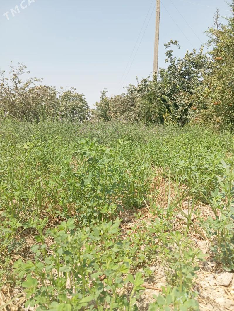 gawers 1gektar satlyk - Aşgabat - img 1