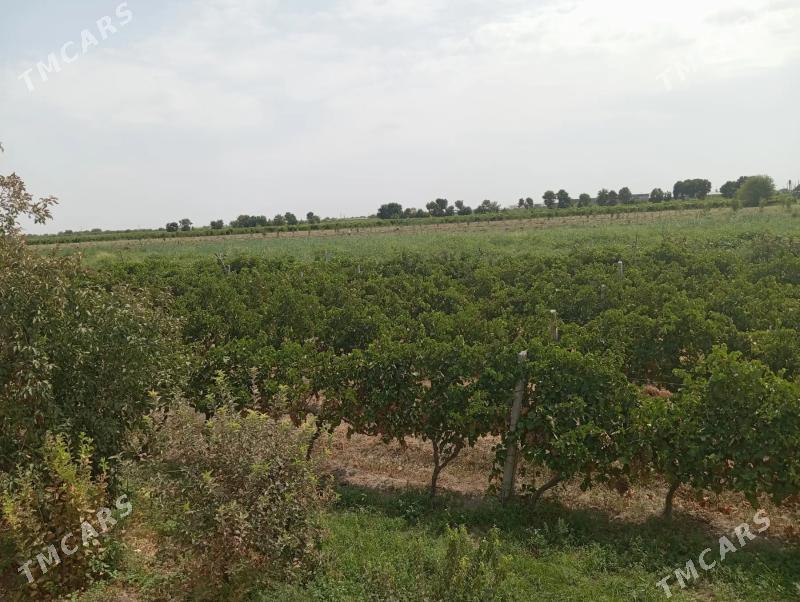 gawers 1gektar satlyk - Aşgabat - img 3