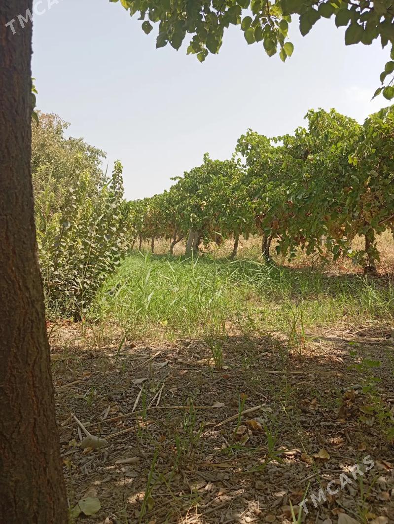 gawers 1gektar satlyk - Aşgabat - img 2