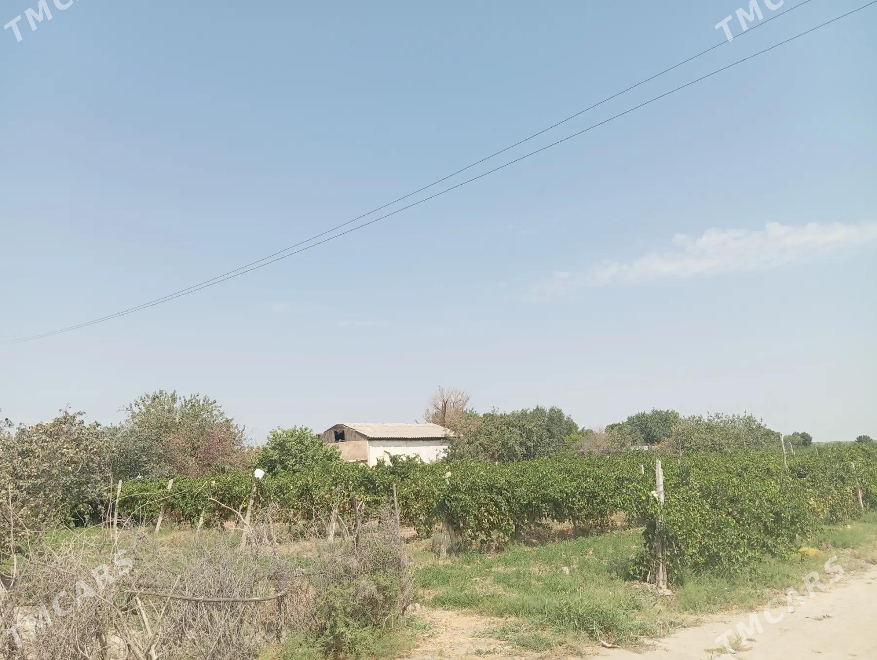 gawers 1gektar satlyk - Aşgabat - img 5