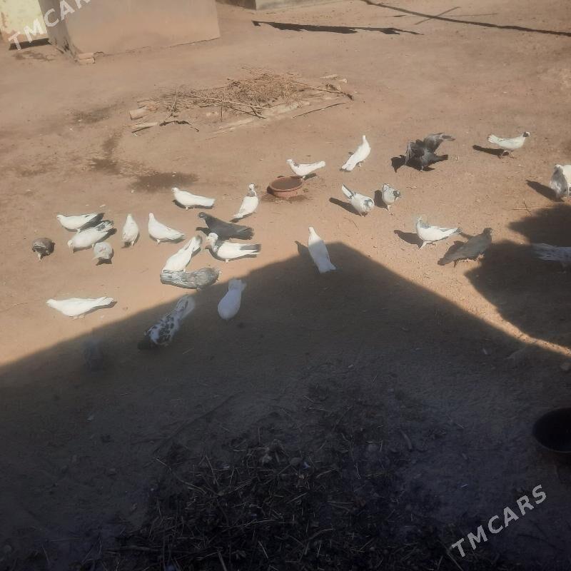 kepderi - Гурбансолтан Едже - img 2