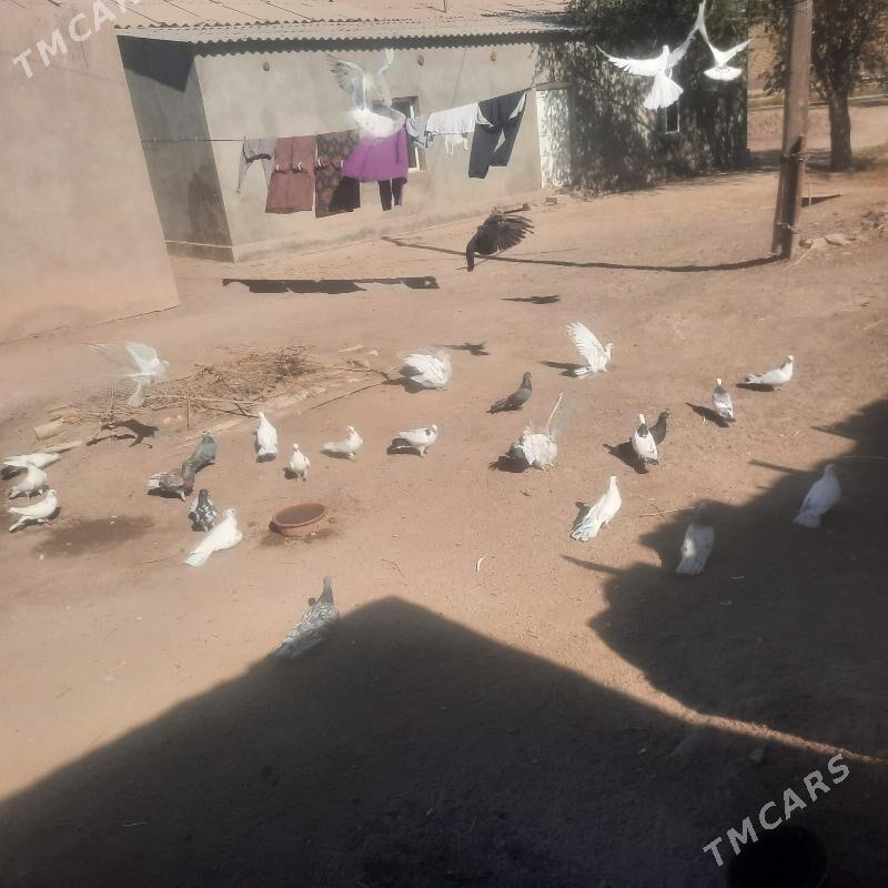 kepderi - Гурбансолтан Едже - img 4