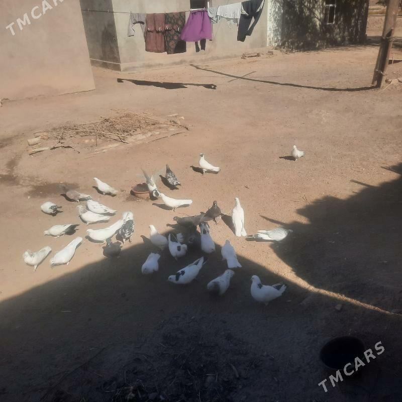 kepderi - Гурбансолтан Едже - img 3