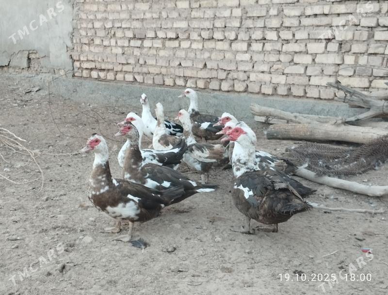 indautga - Tejen - img 3