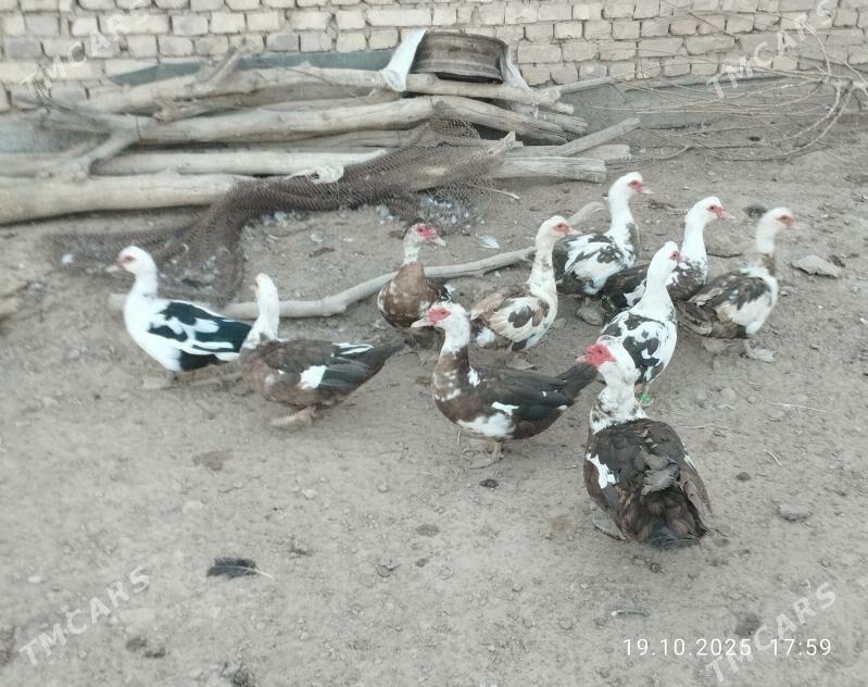 indautga - Tejen - img 6