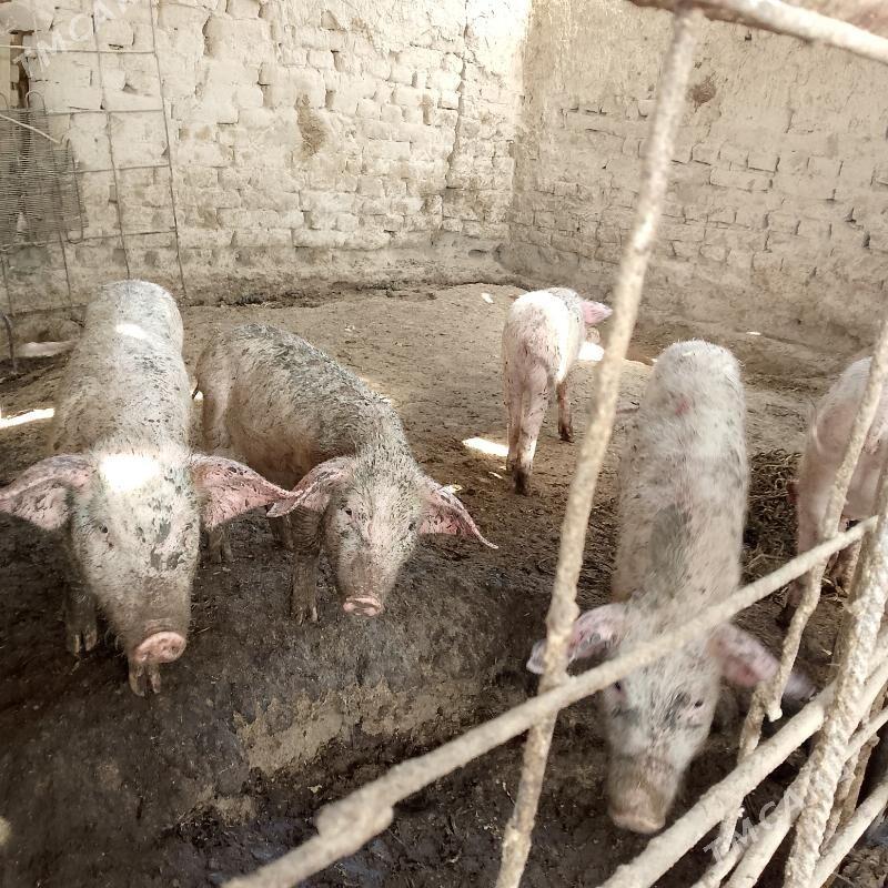 donuz - Чарджоу - img 2