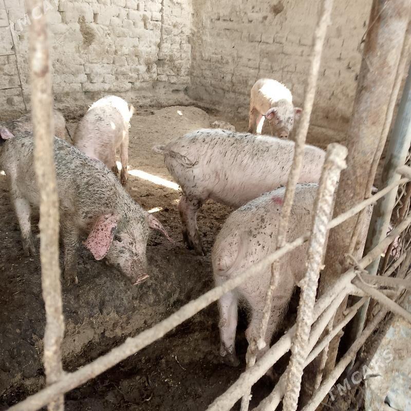 donuz - Чарджоу - img 3