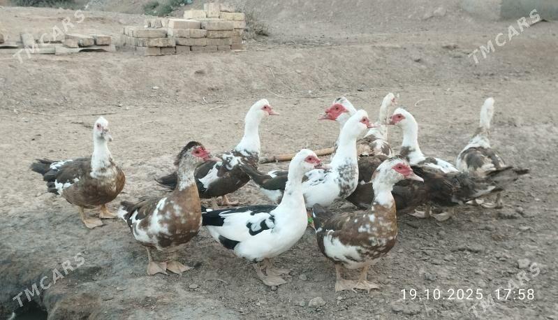 indautga - Tejen - img 5