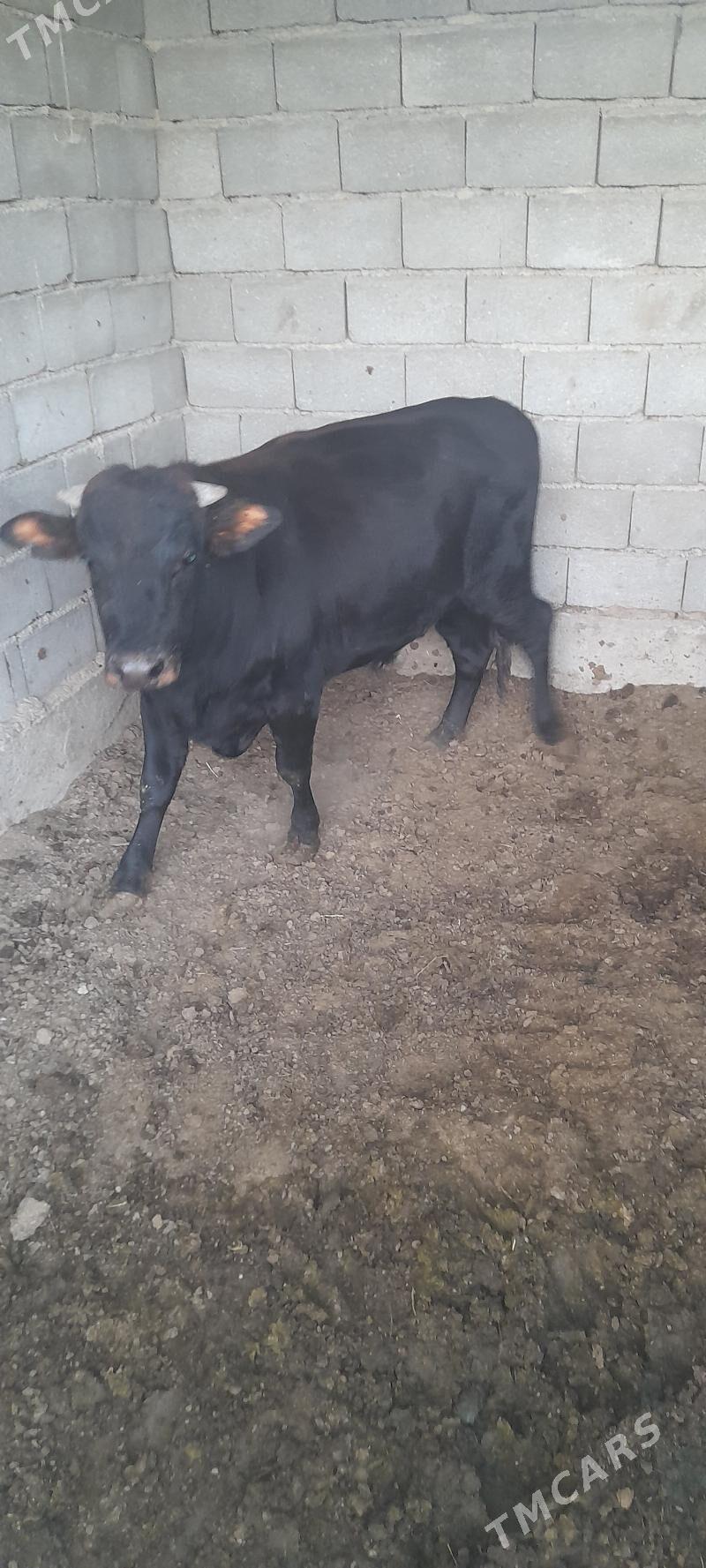 окуз - Гёкдепе - img 2