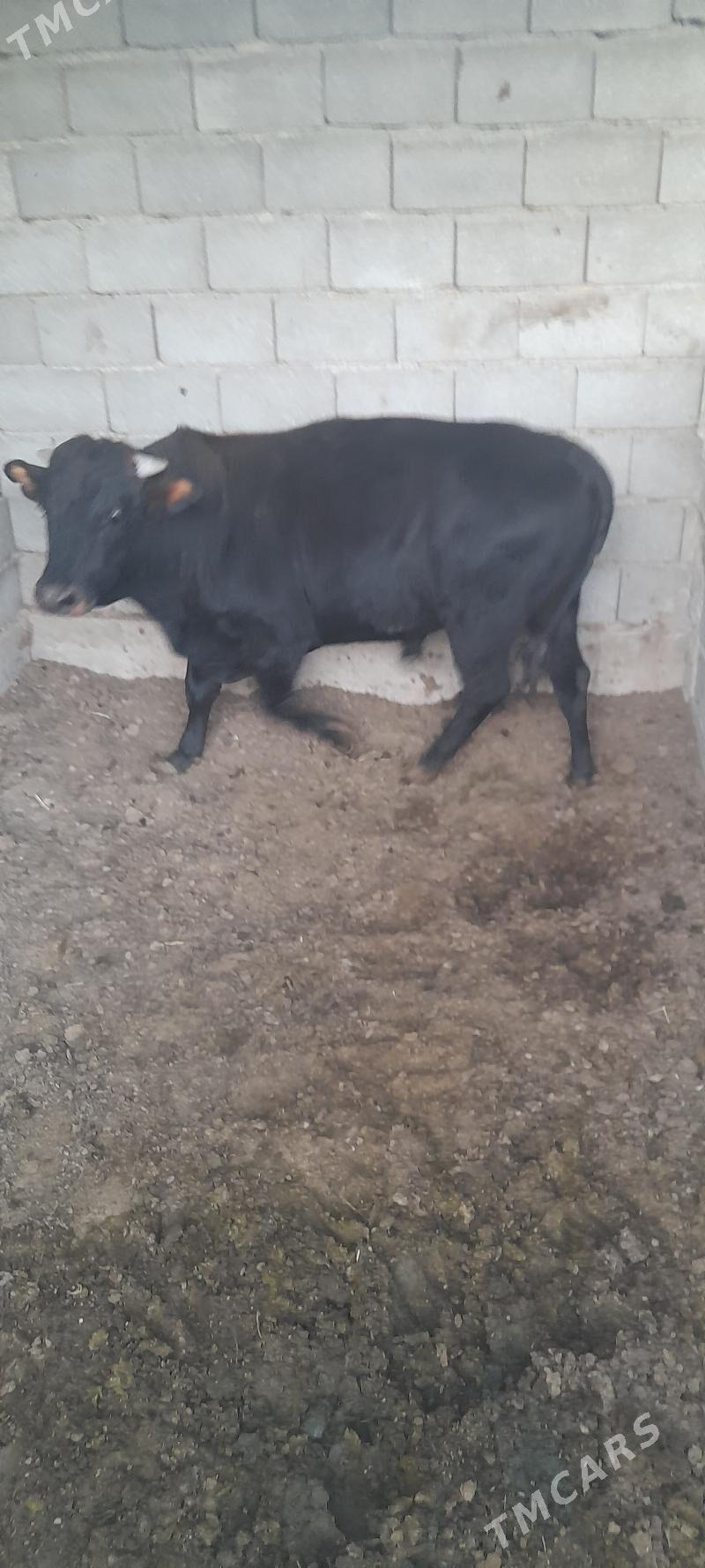 окуз - Гёкдепе - img 3