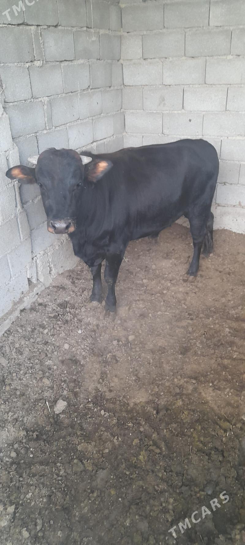 окуз - Гёкдепе - img 1