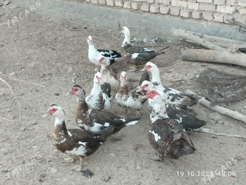 indautga - Tejen - img 2