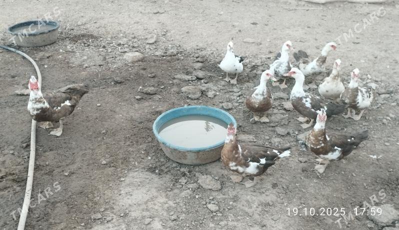 indautga - Tejen - img 4