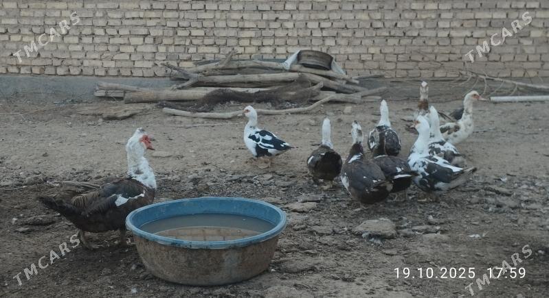 indautga - Tejen - img 7