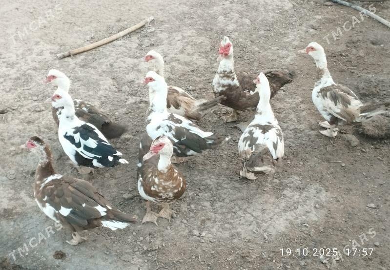 indautga - Tejen - img 9