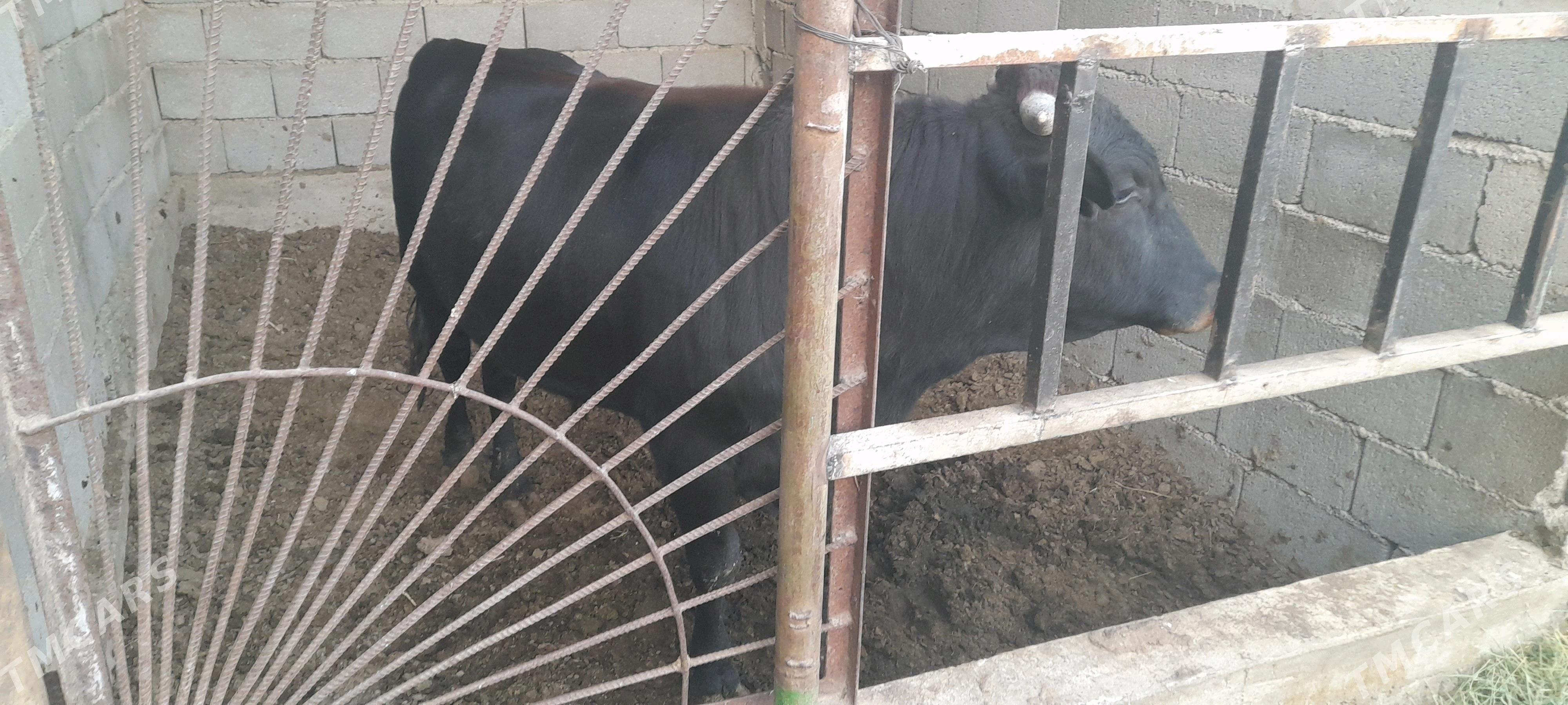 окуз - Гёкдепе - img 5