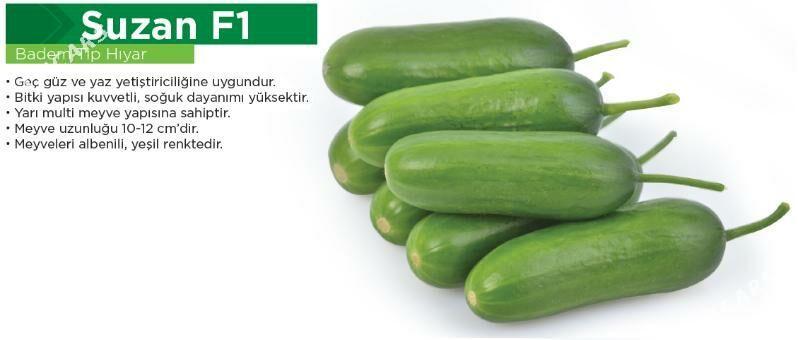 Hyýar tohum görnüşleri - Ашхабад - img 4