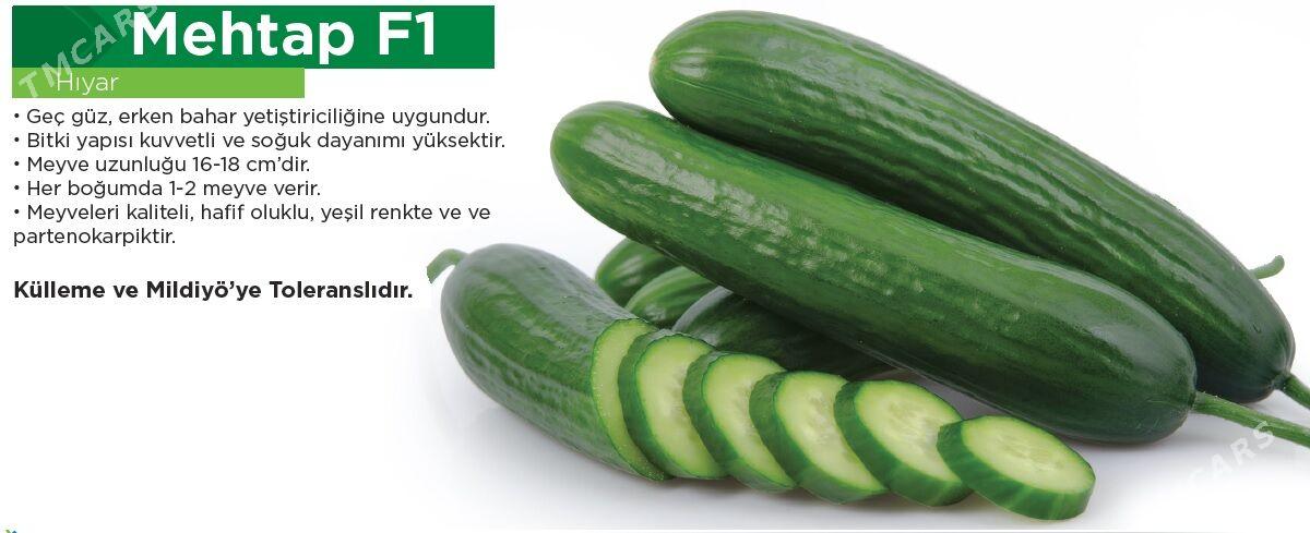 Hyýar tohum görnüşleri - Ашхабад - img 7