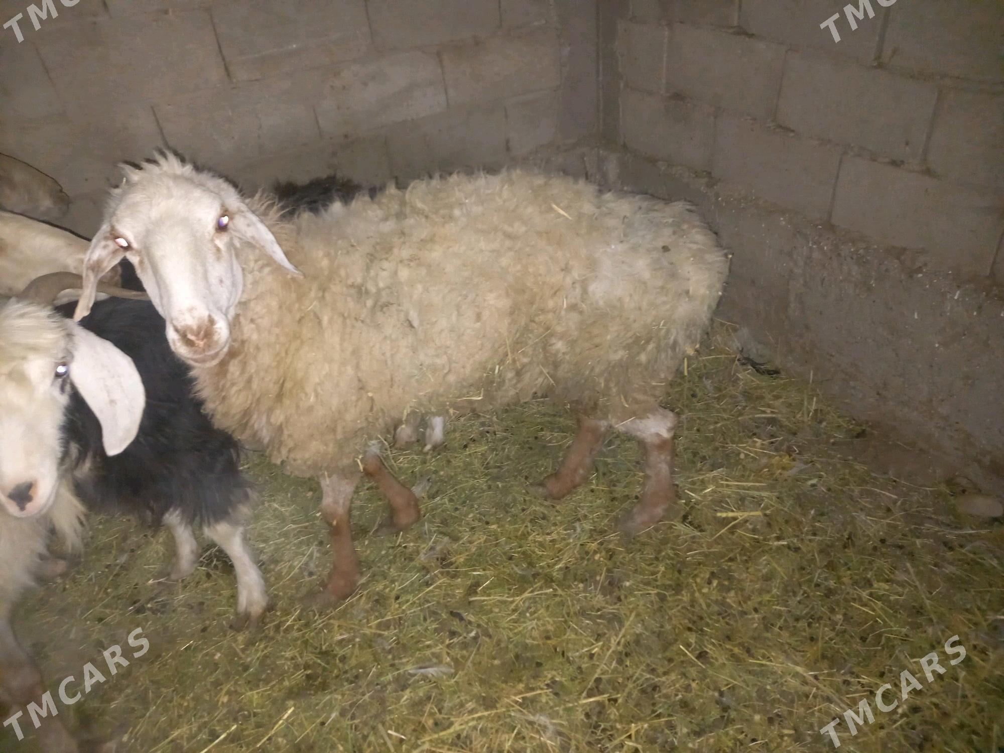 goyun geci - Balkanabat - img 2