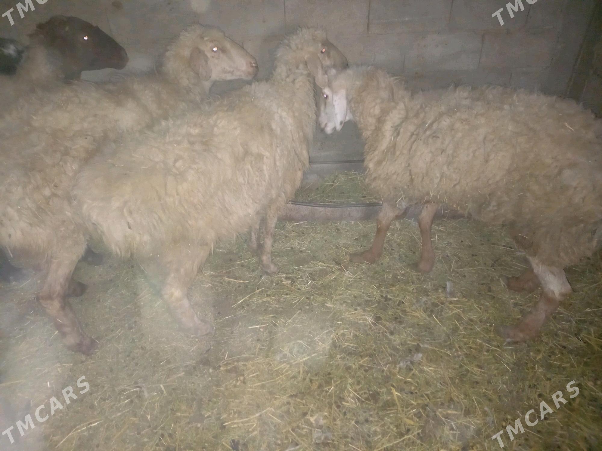 goyun geci - Balkanabat - img 5