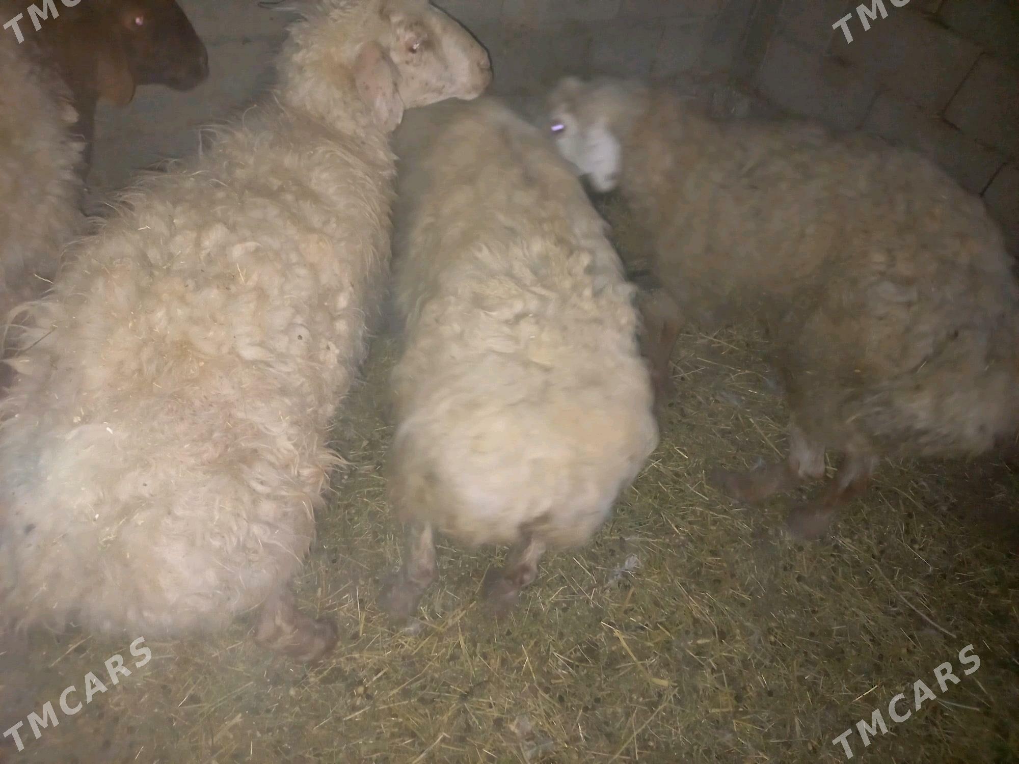 goyun geci - Balkanabat - img 4