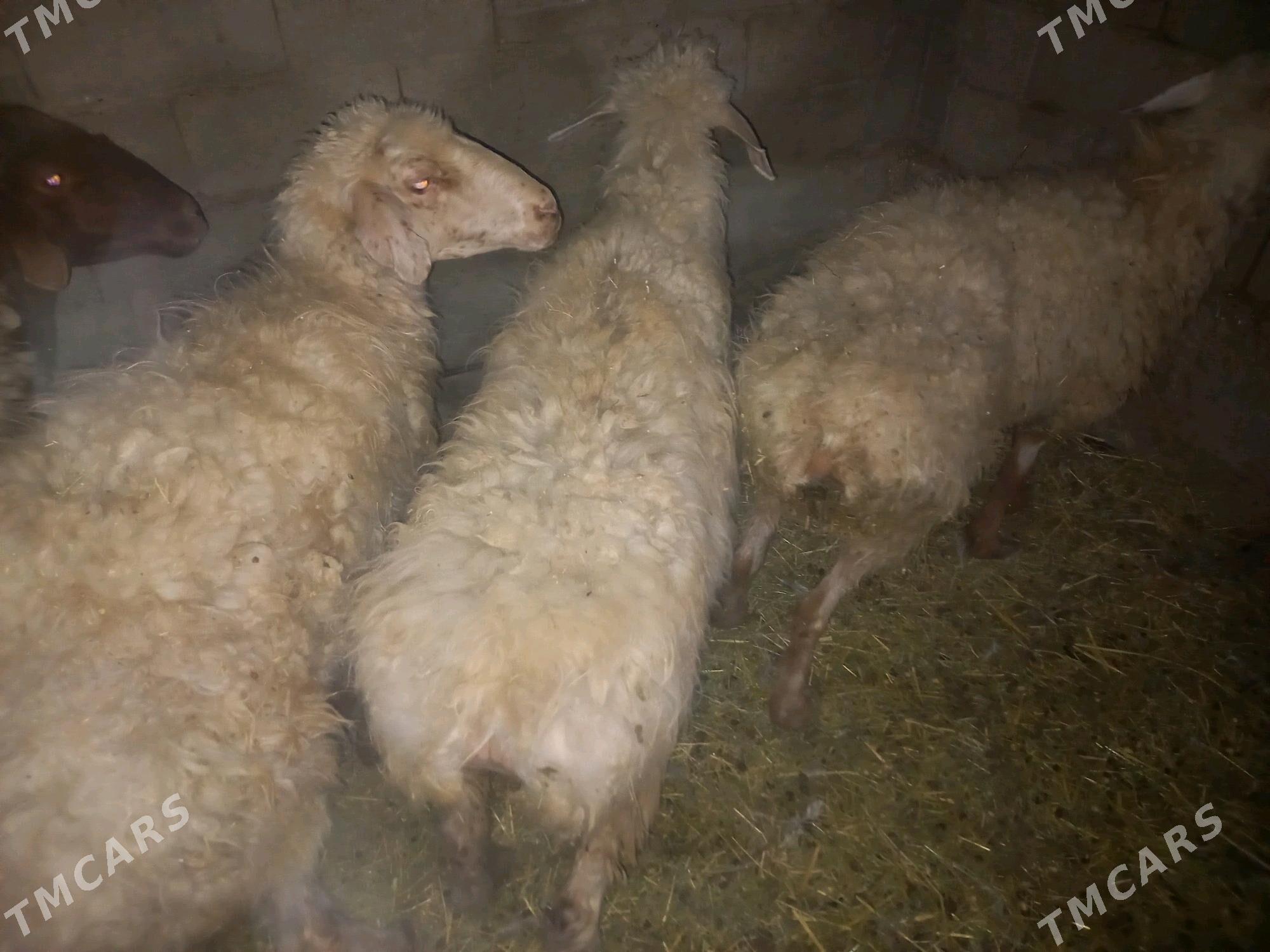 goyun geci - Balkanabat - img 3