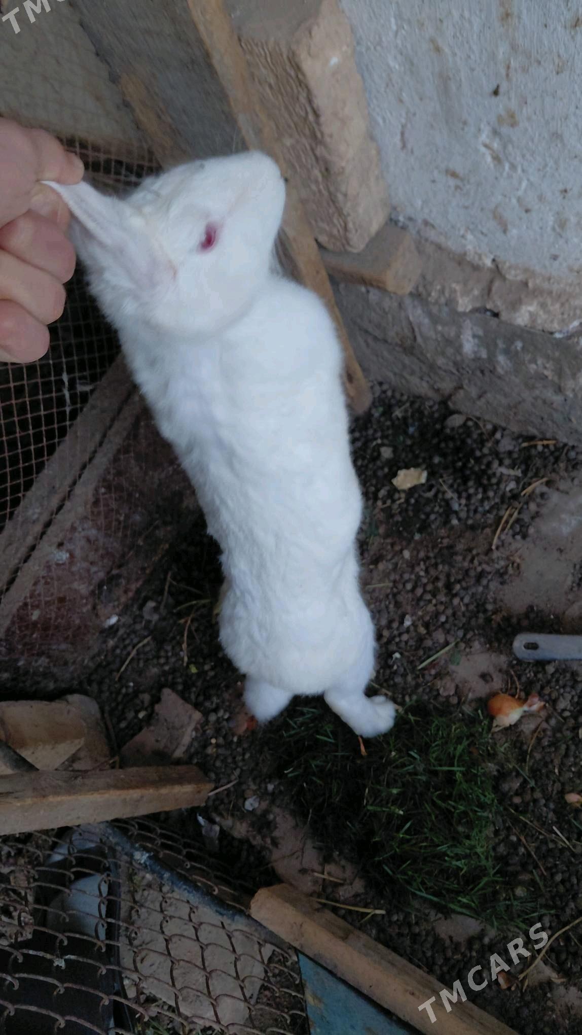 towsan - Çärjew - img 3