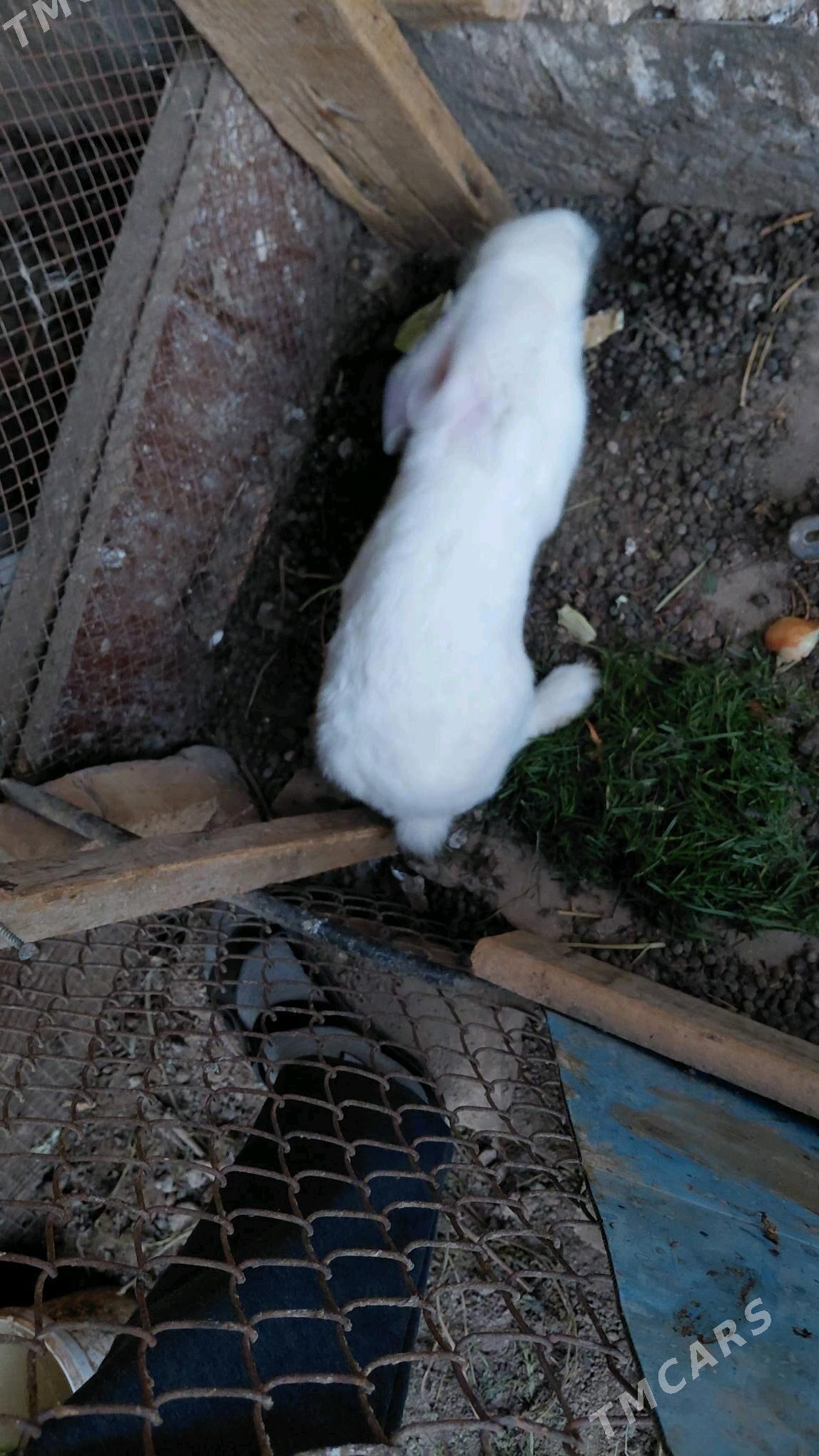 towsan - Çärjew - img 2