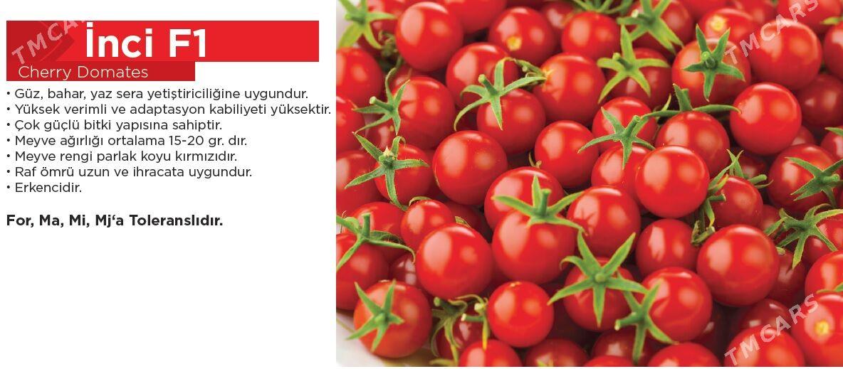 Çerri pomidor tohum görnüşleri - Ашхабад - img 1