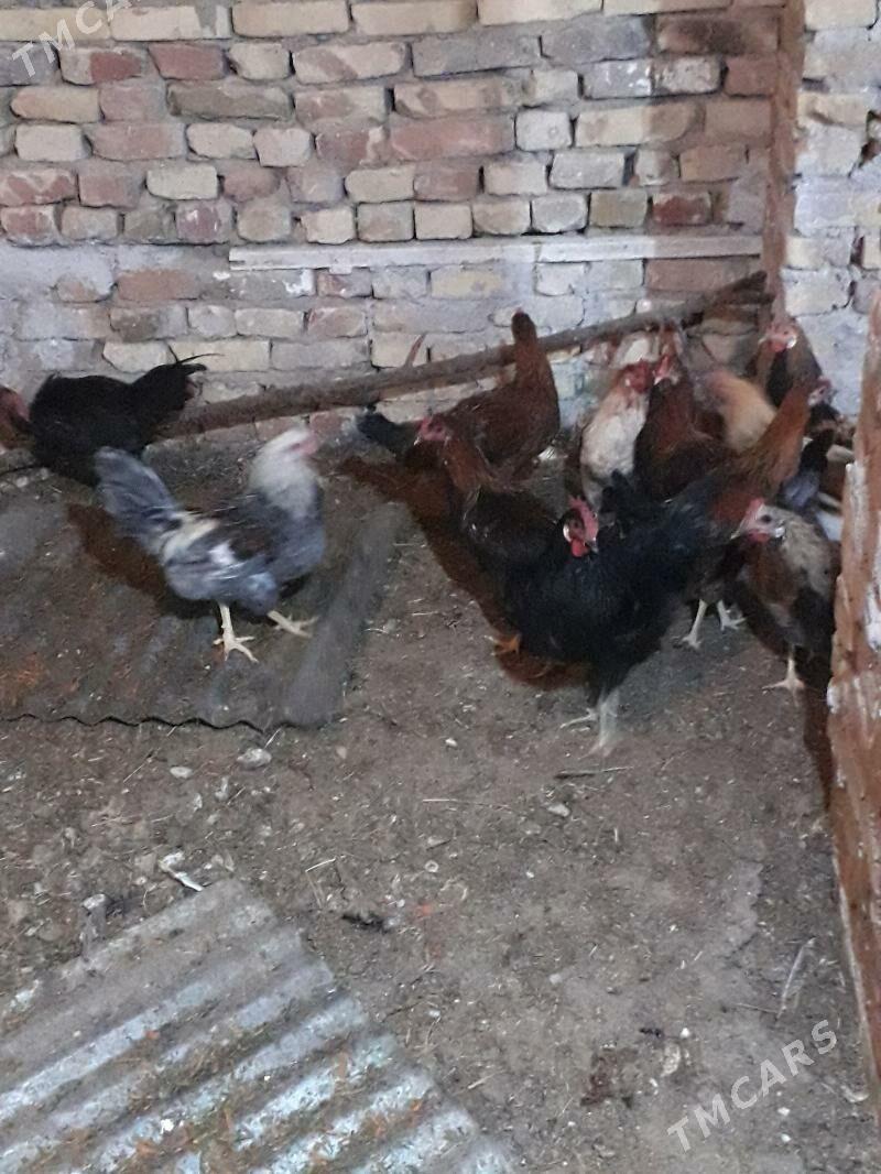 horaz - Туркменабат - img 1