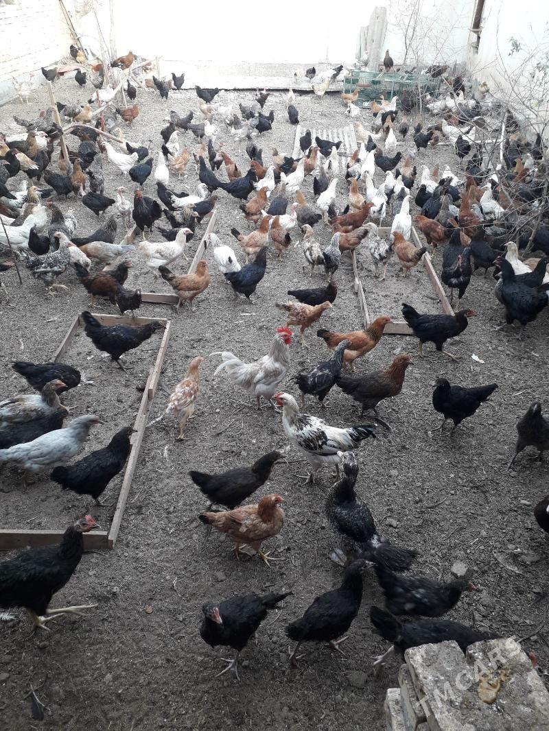 horaz - Туркменабат - img 5