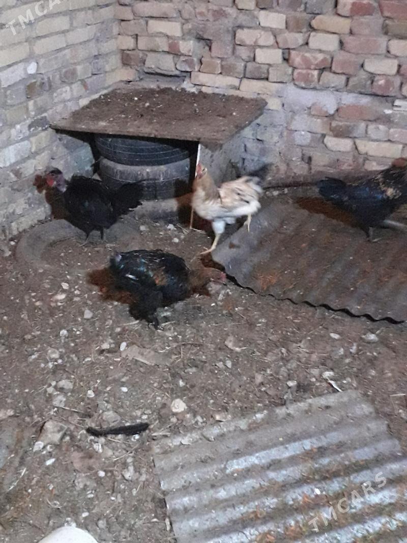 horaz - Туркменабат - img 4