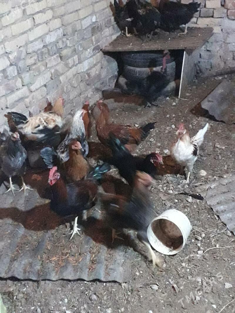 horaz - Туркменабат - img 3