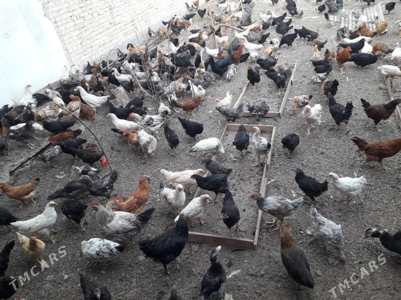 horaz - Туркменабат - img 6