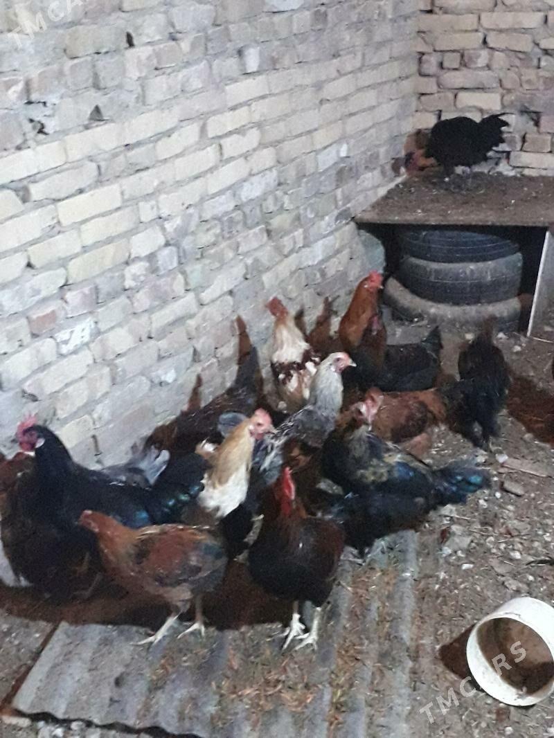 horaz - Туркменабат - img 2