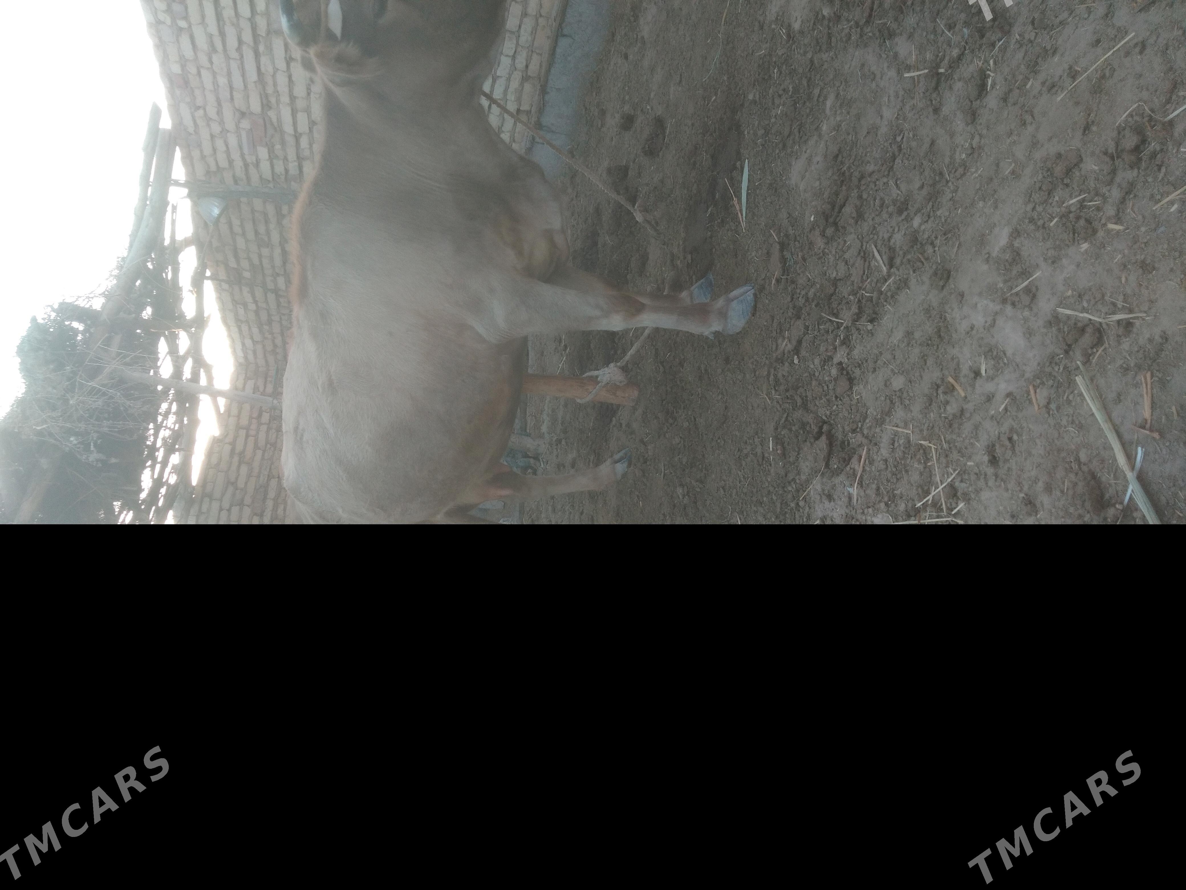 goleli sygr - Бабадайхан - img 2