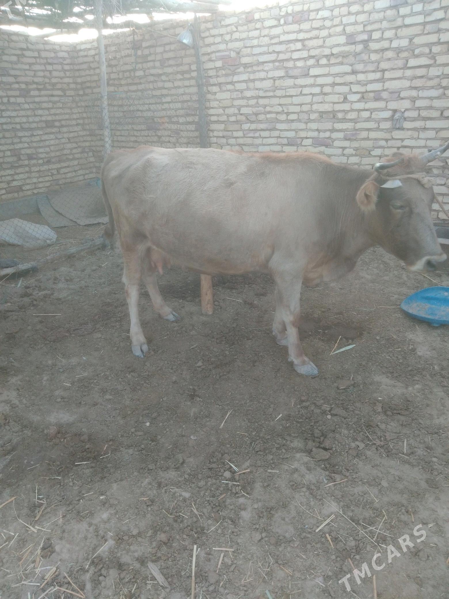 goleli sygr - Бабадайхан - img 3