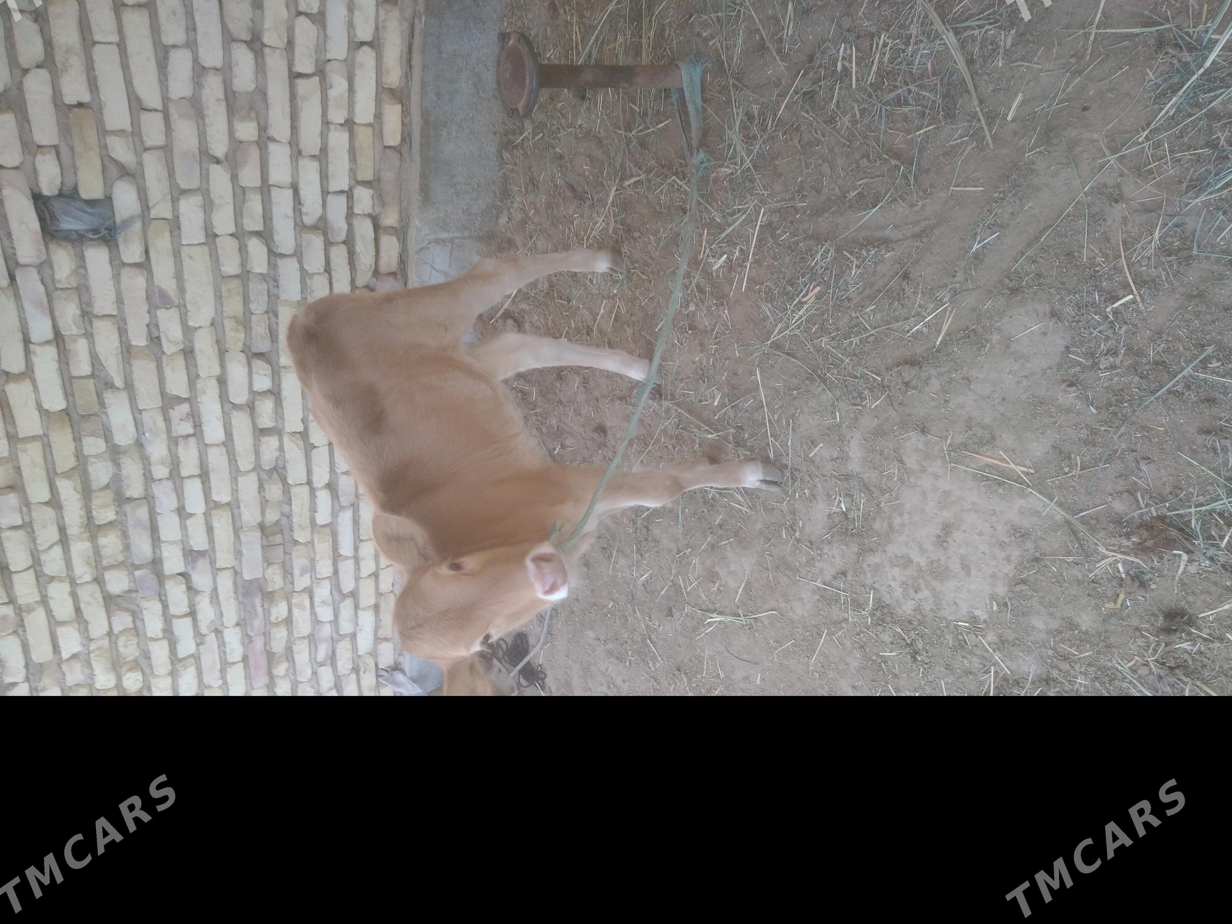 goleli sygr - Бабадайхан - img 4