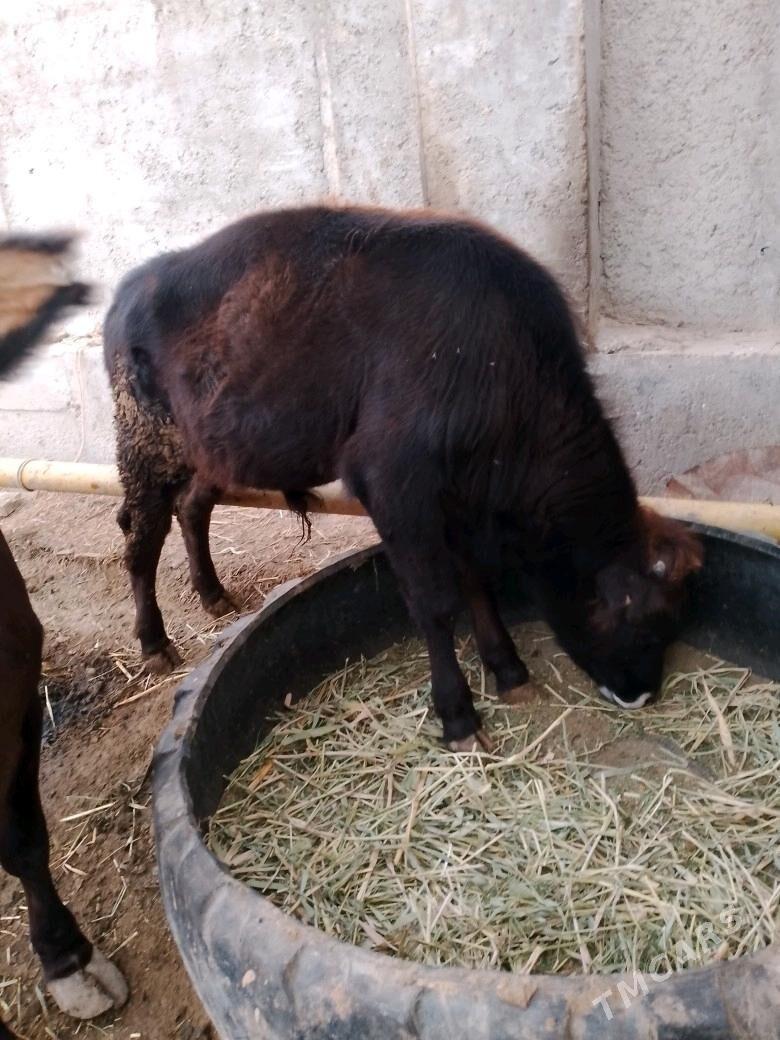 okuz - Эсенгулы - img 2