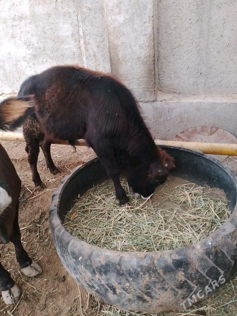 okuz - Эсенгулы - img 3