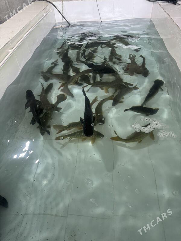 balyk - Aşgabat - img 2