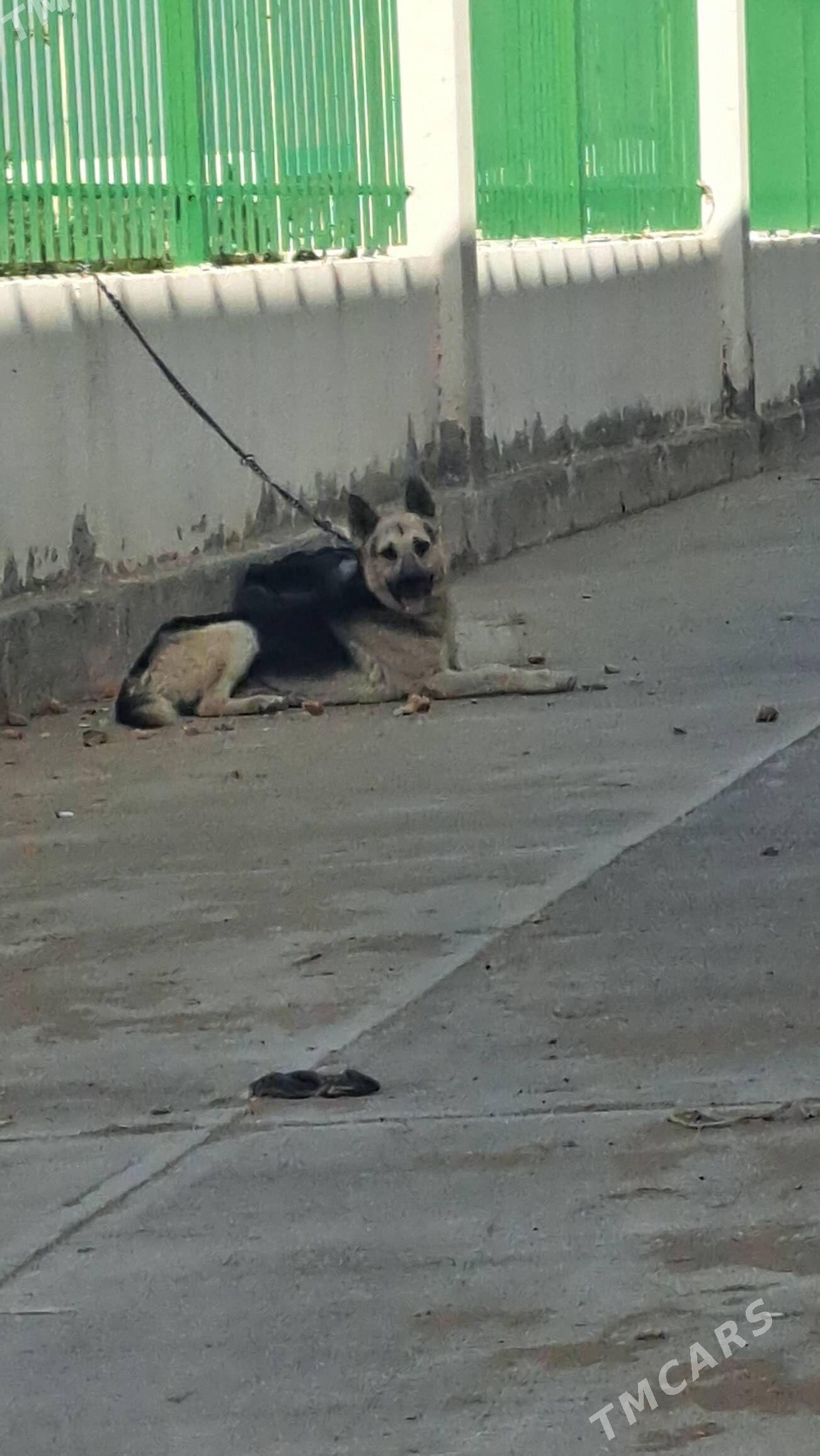 Awçarka - Ак-Бугдайский этрап - img 1