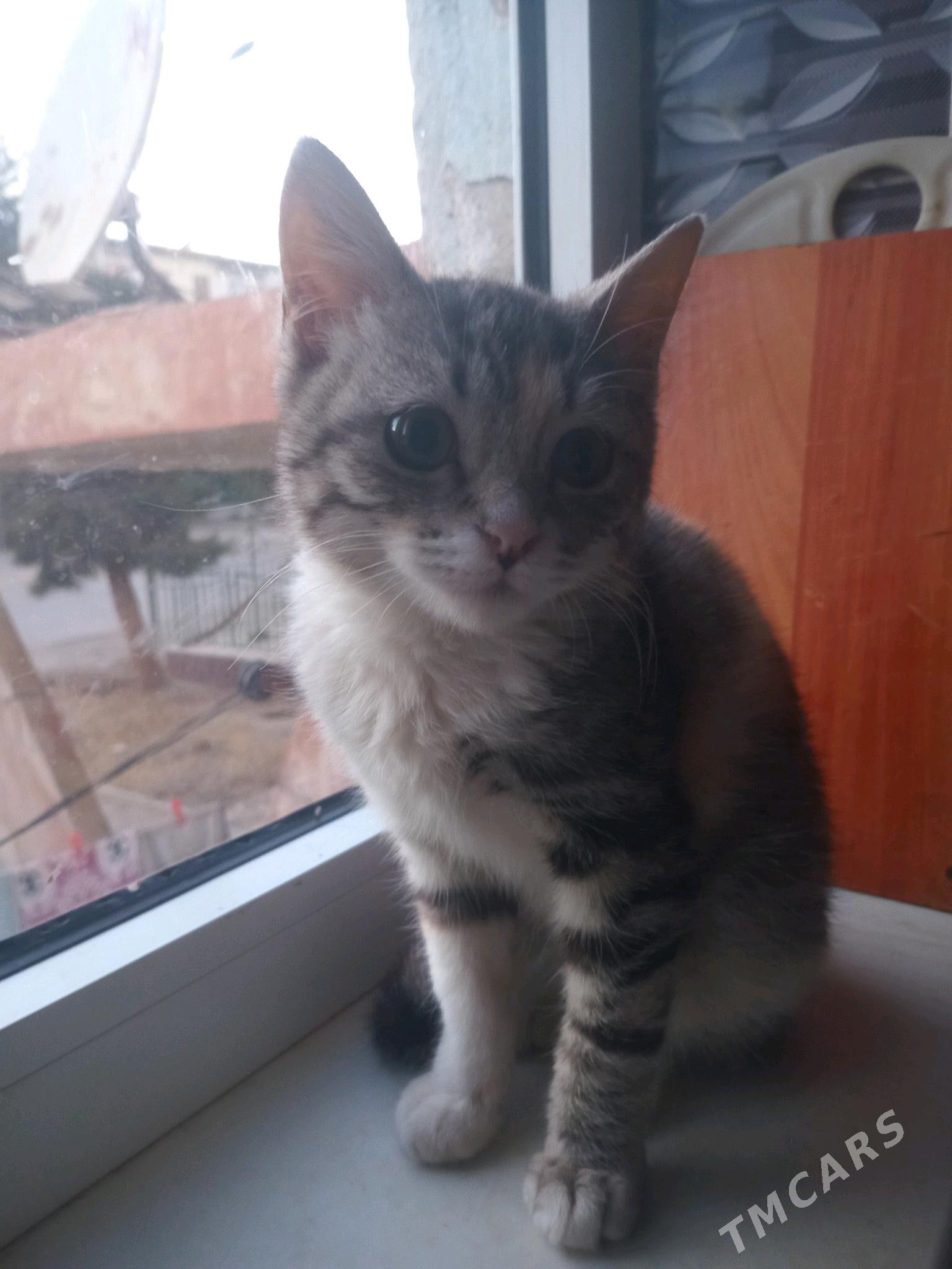 пишиклер - Туркменабат - img 6