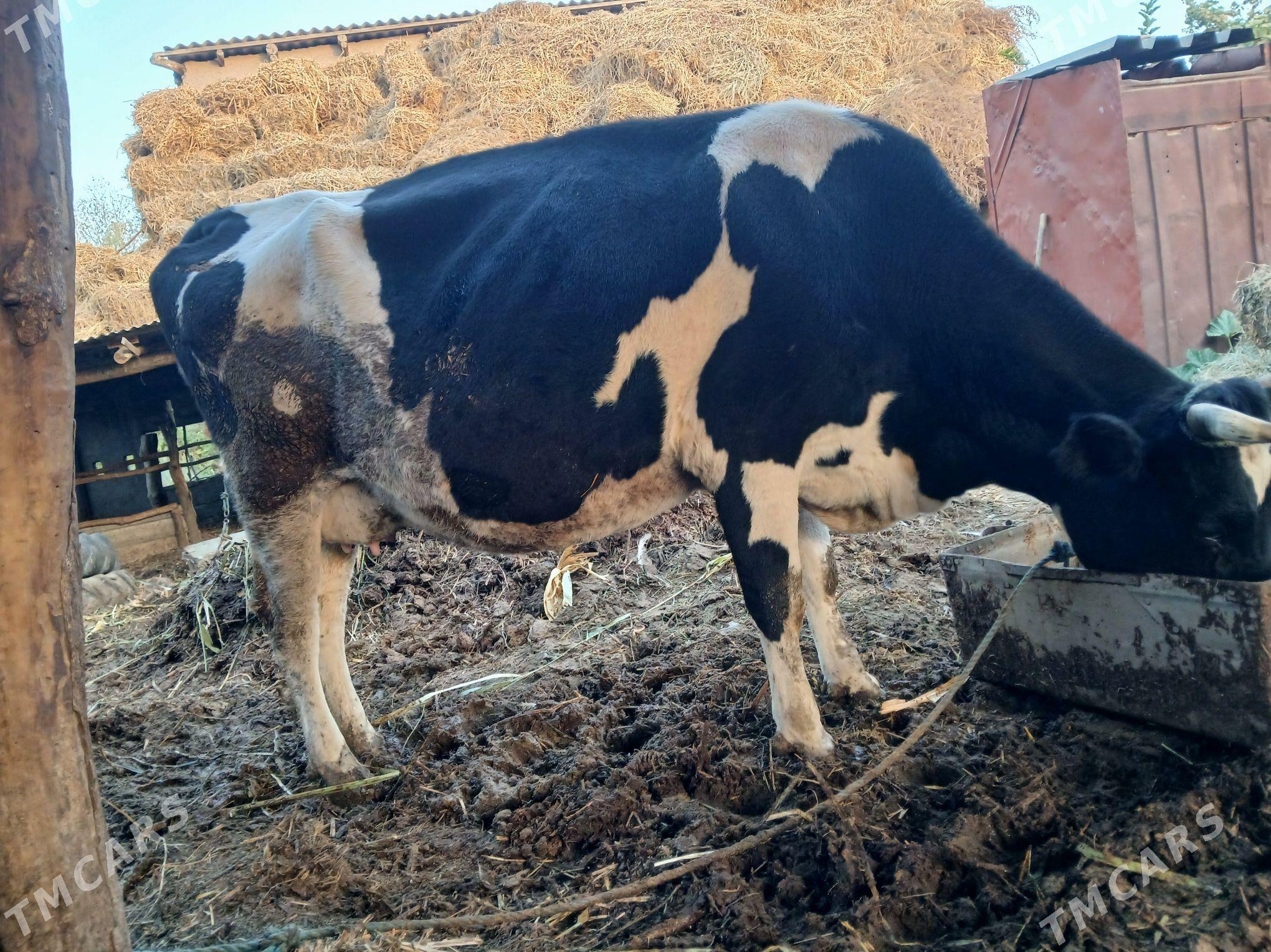 Sygyrlar we okuzller - Халач - img 1