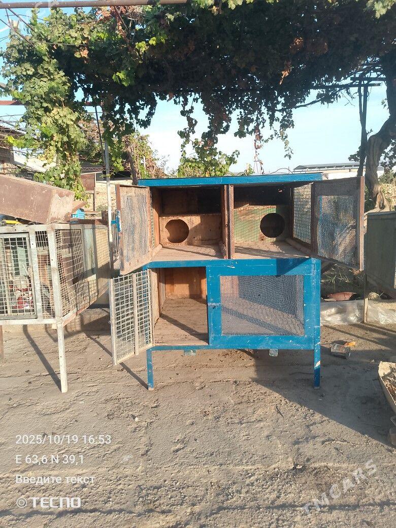 ketek - Türkmenabat - img 4