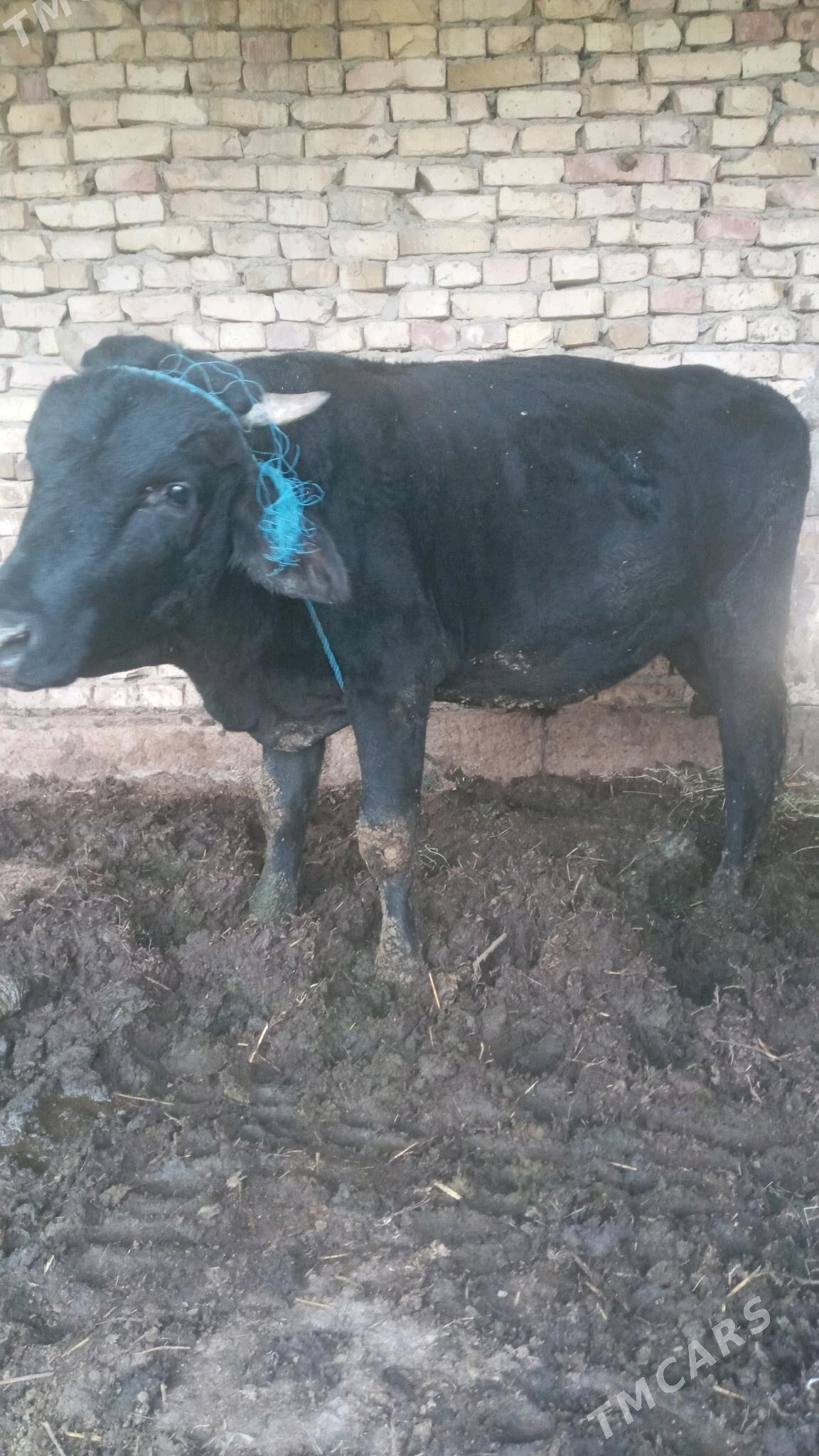 Öküz - Дянев - img 2