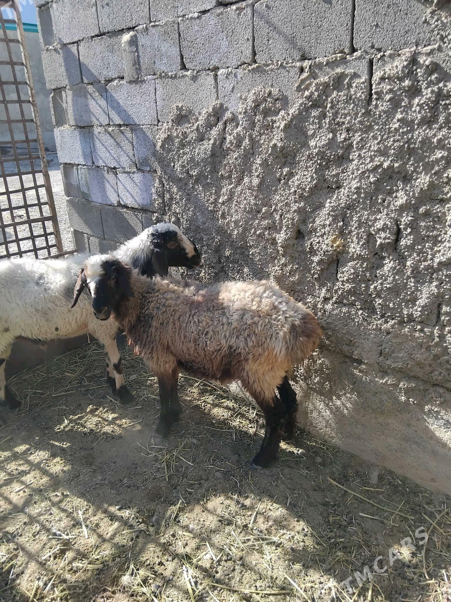 goýun - Кака - img 1