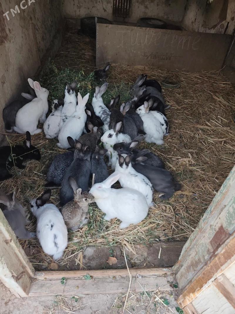 Towşan - Görogly (Tagta) - img 2