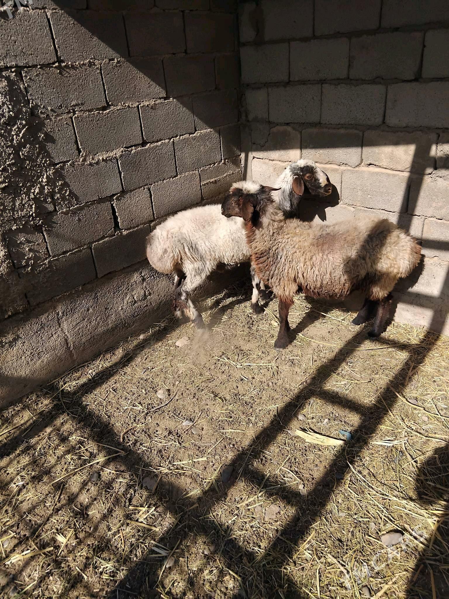 goýun - Кака - img 2